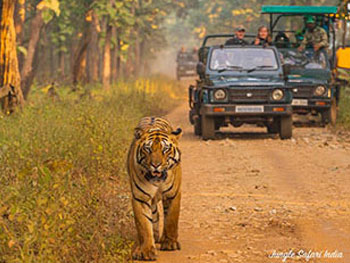 Tadoba Package Booking